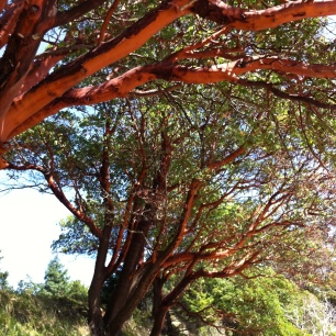 Madrone trees